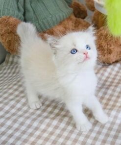 Maine coon tabby mix kitten