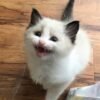 blue point ragdoll