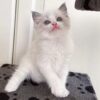 ragdoll cats for sale