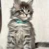 maine coon kittens for sale $450