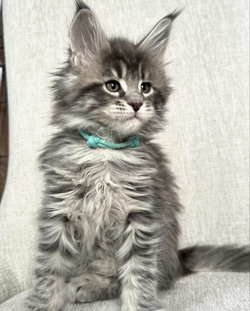 maine coon kittens for sale $450