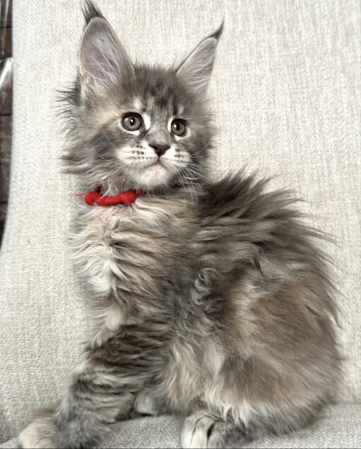 Maine coon kittens for sale Indiana/Maine coon kittens for sale