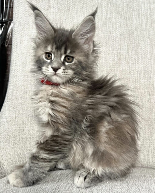 Maine coon kittens for sale Indiana/Maine coon kittens for sale