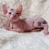 How much is a hairless cat/How much is a hairless cat cost