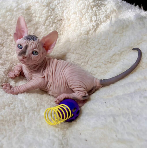 How much is a hairless cat/How much is a hairless cat cost