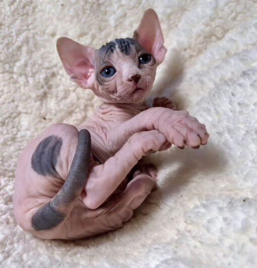 How much is a hairless cat/How much is a hairless cat cost