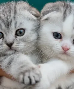 Scottish Fold Kittens