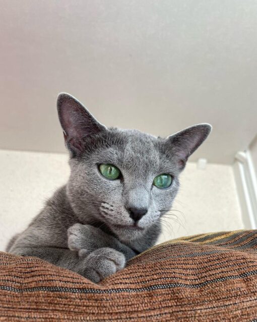 Russian blue kittens for sale/Russian blue kittens for sale near me