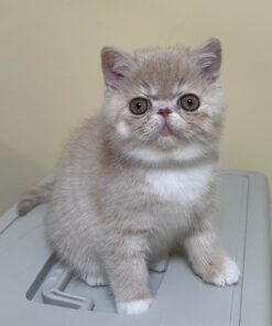 Scottish fold kittens for sale/Scottish fold kittens for sale near me