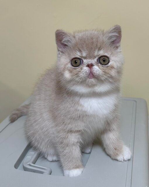 Scottish fold kittens for sale/Scottish fold kittens for sale near me