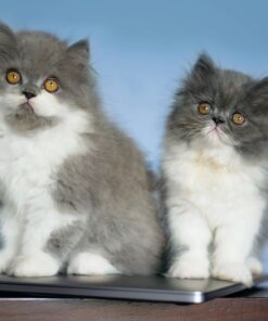 Persian kittens