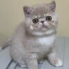 Scottish fold kittens for sale/Scottish fold kittens for sale near me