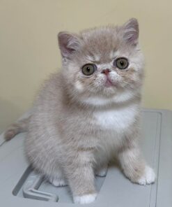 Scottish fold kittens for sale/Scottish fold kittens for sale near me