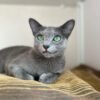 Russian blue kittens for sale/Russian blue kittens for sale near me