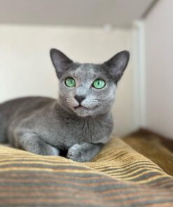 Russian blue kittens for sale/Russian blue kittens for sale near me