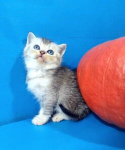 Scottish Straight Kittens