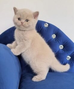 British Shorthair (Copy)