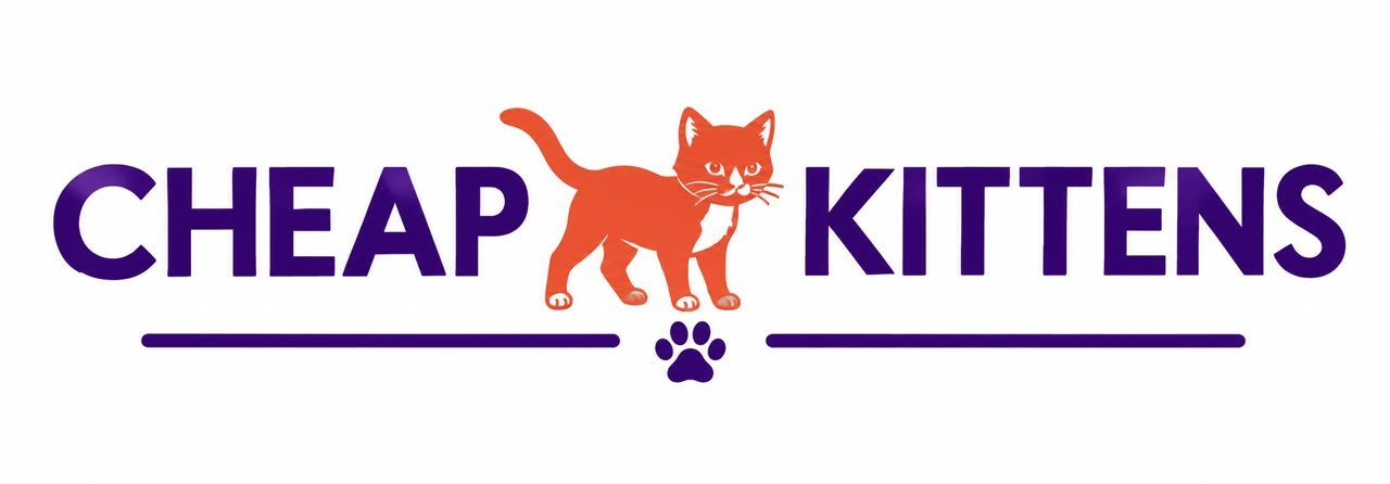 Cheap Kittens